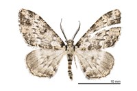 藏品(漬淡黃小尺蛾)的圖片